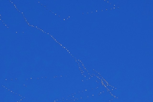 Migration, Migrating Birds, Geese, V Formations, Flyway