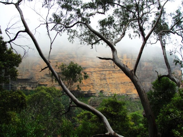 Katoomba, Australia, Blue Mountains, Nature
