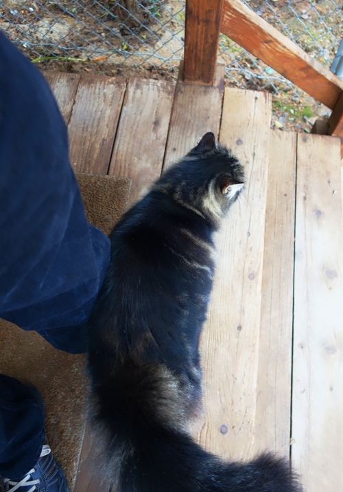 Cat, Barn Cat, Tarragon, Walk in Orchard