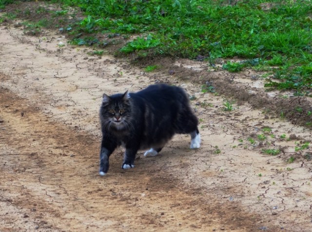 Tarragon, Cat, Barn Cat, Afternoon Walk
