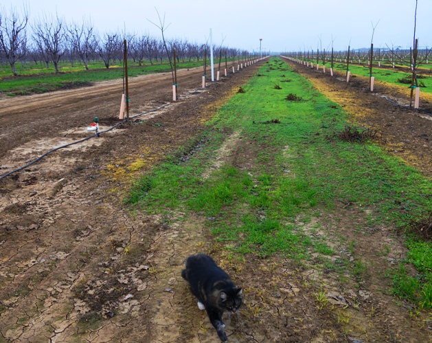 Tarrago the Cat, Orchard, Orchard in Winter, Nesting Box