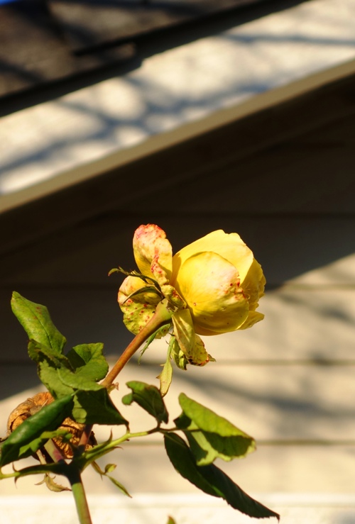 Yellow Rose, St. Patrick Rose Bloom, Winter Pruning, New Year's Day