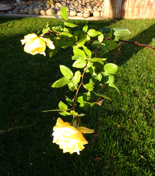 Yellow Roses, Roses in Sun, New Year Roses, Winter Roses
