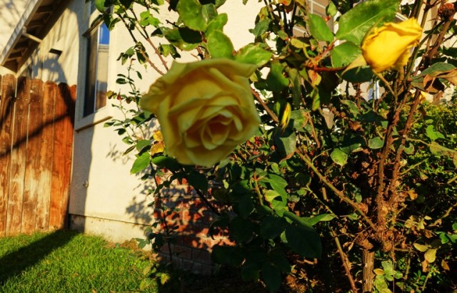 Rose bloom in shade, Winter Rose, Yellow Rose, Winter Pruning