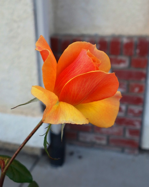 January Rose, Orange Rose, Yellow Rose, Rose Pruning, Winter Rose