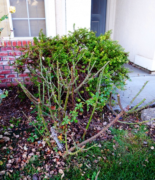 Pruned Rose Bush, Minimalist Pruning. January Roses
