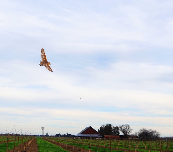 Barn Owl, Owl in Flight, Rodent control, Owl at Orchard