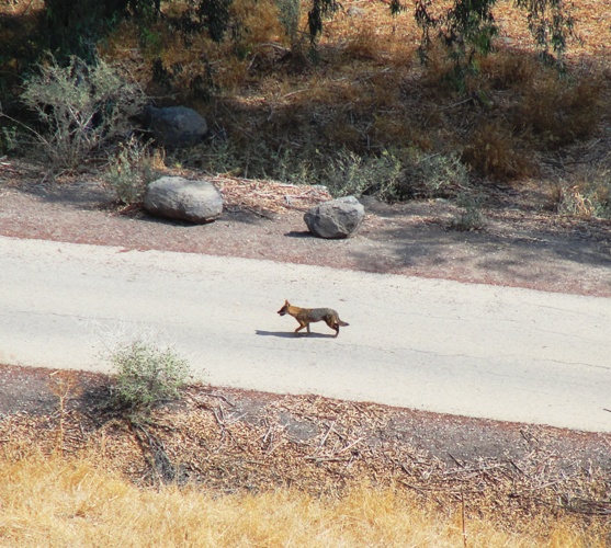 Red Fox, Israel, Tel Bet She’an, Herod the Fox