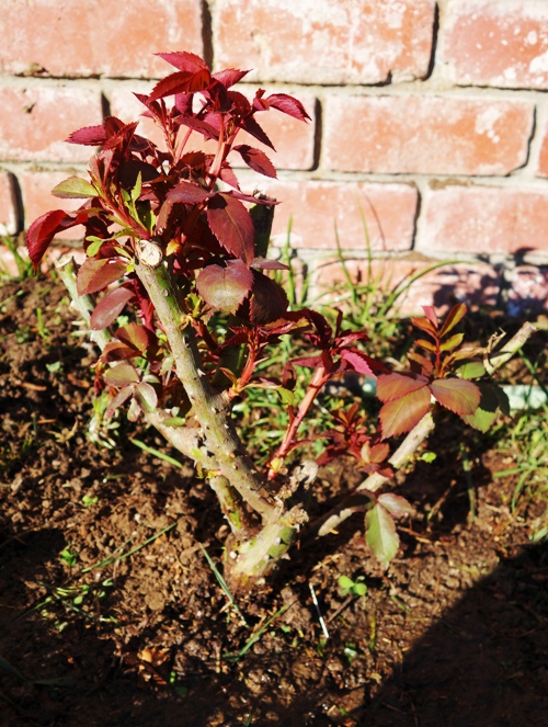 Mister Lincoln Rose Bush, Weeks Roses, Hybrid Tea, Swim, Weeks