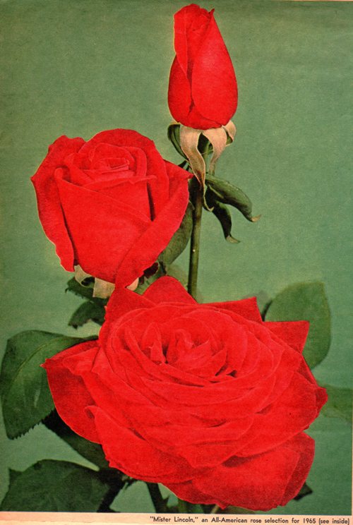 Mr. Lincoln Rose, Hybrid Tea Rose, President Lincoln, Roses, Hybrids, Herbert Swim, O.L. Weeks