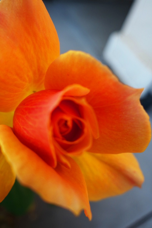 Winter Rose, California Rose, Orange Rose, January Rose