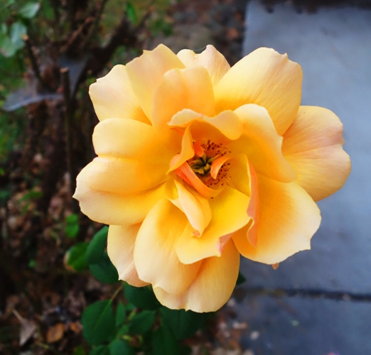 Orange Yellow Rose, Floribunda, Winter Rose, Winter Blooms, February Roses