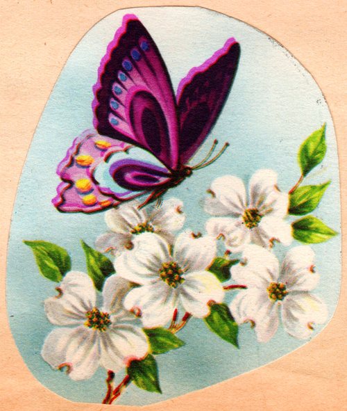 Butterfly, Blossoms, Spring blooms, Scrapbook