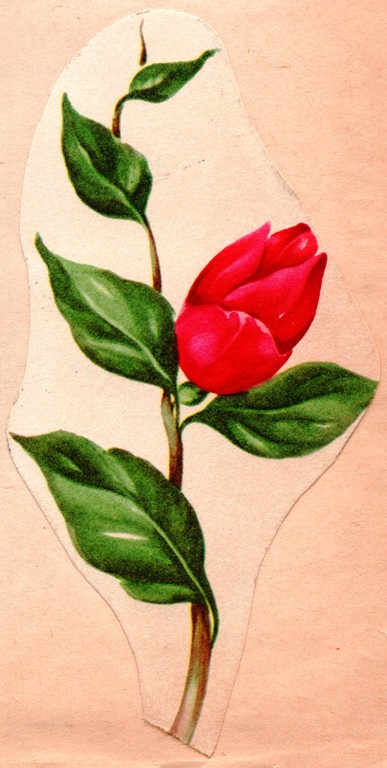 Valentine's Day Rose, Single Rose, Red Rose, Valentine's Day