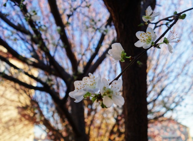 Plum Tree Blossoms, Spring Blossoms, Winter Blossoms, Seasonal Changes