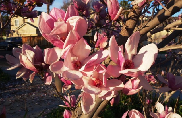 chinese magnolia, Tulip magnolia, Winter Flowers, Spring Flowers