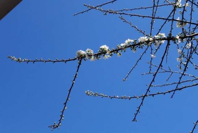 White Blossoms, Spring, Plum Blossoms