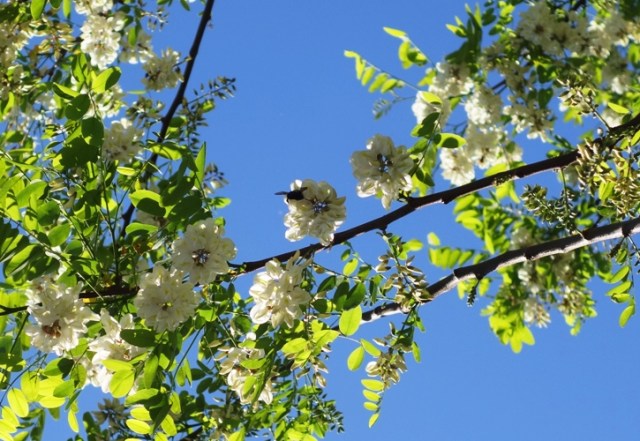 Pollination, Bees, Bumble Bees, blossoms, White Blossoms