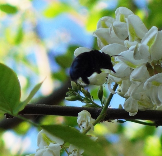 Black Bee, Pollination, Black Locust Blossoms