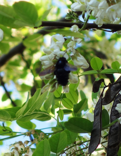 Black Bee, Pollination, Black Locust Tree, Spring