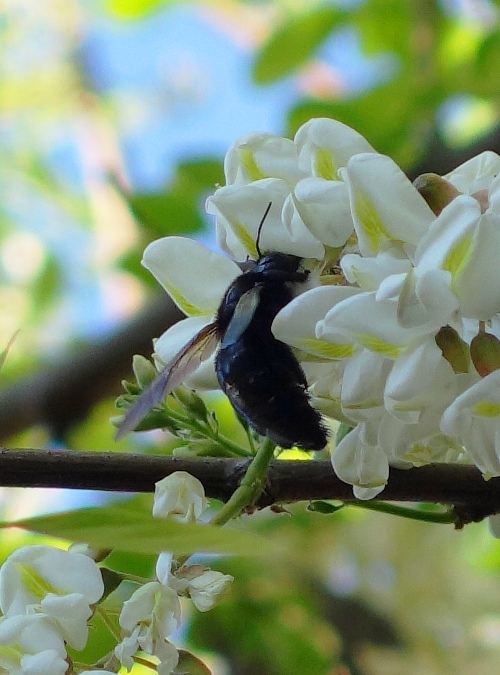 Bee, Pollinating, Spring Time, Blossoms, Black Locust