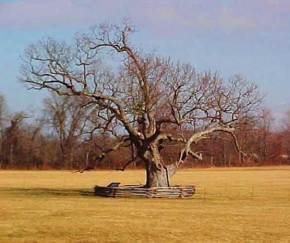 Mercer Oak, Princeton Battlefield Park, IQ, Albert Einstein