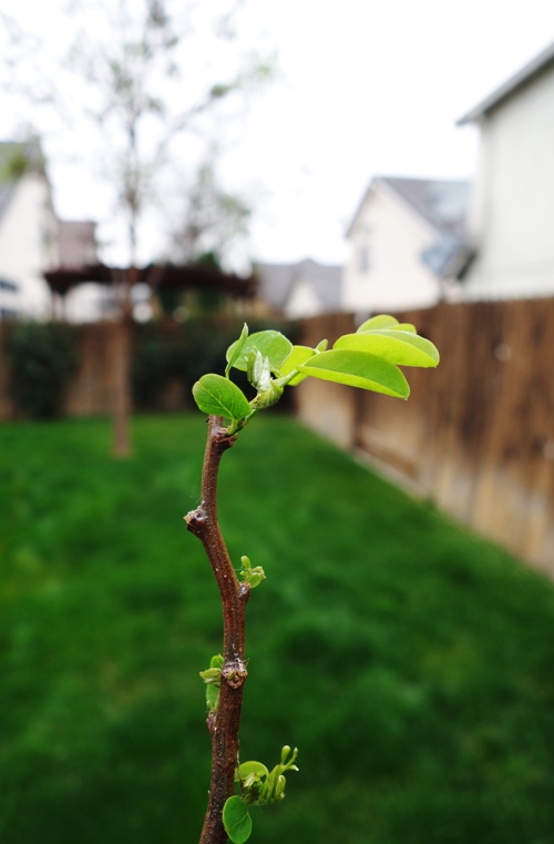 Leaves, Spring, New Leaves, Greening up