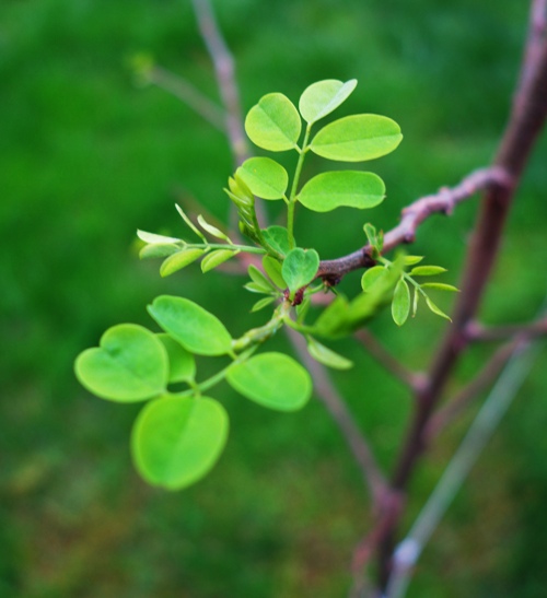 Tree, Spring Growth, Green Leaves, First Leaves, Spring