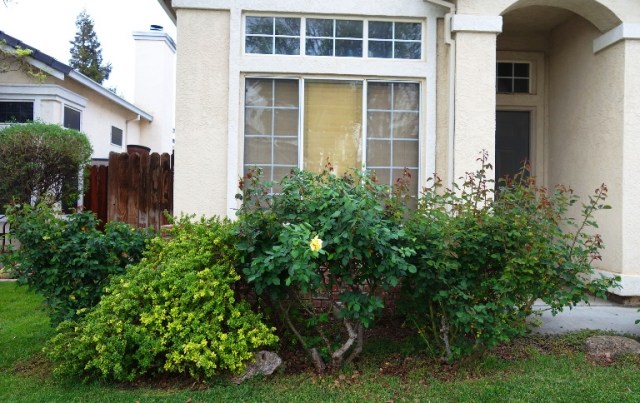 Front Yard, Rose Bushes, spring greening, springtime, Roses