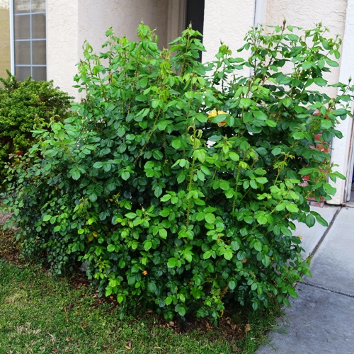 Rose Bushes, Spring Roses, Greening Up, Floribunda