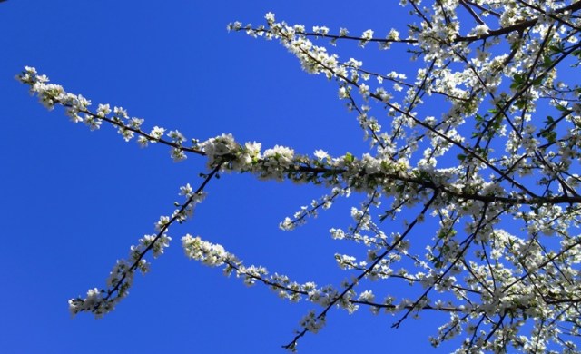 White Blossoms, Plum Tree, Spring, Spring in California