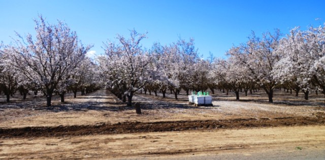 Almond Orchard, Blossoming Orchard, White Blossoms, Bees, Apiary, Bee Hives