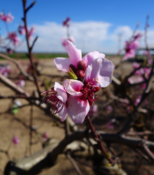 Peach Blossoms, Pink Blossoms, Spring Blossoms