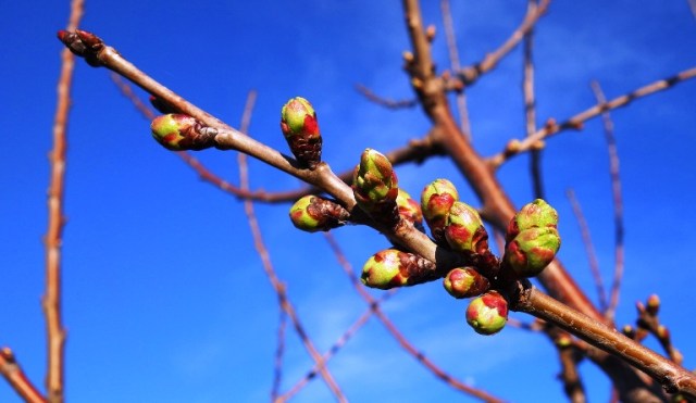 Tree Buds, Signs of Spring, Leaf Buds