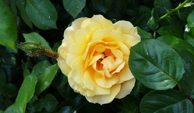 First Rose, Rose Bush, Yellow Rose, Aphids, Floribunda