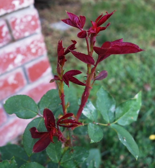 New Rose Growth, Mister Lincoln Rose Bush, Garden, Roses