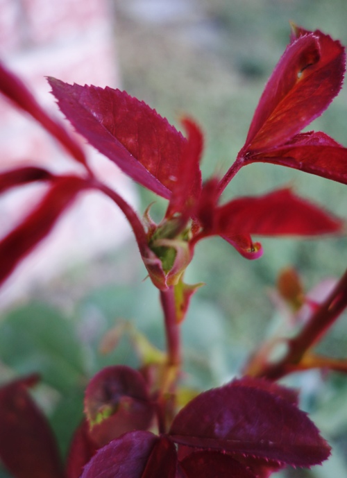 Rose Bud, Mister Lincoln Rose Bush, Red Rose