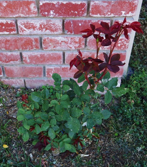 Mister Lincoln Rose, Rose Bush, Red Rose, Spring