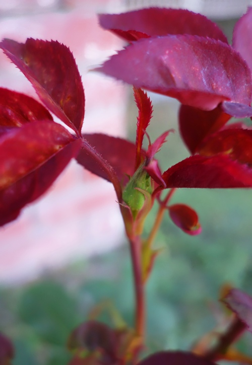 Rose Bud, Mister Lincoln, Rose Bush, New Growth, Spring
