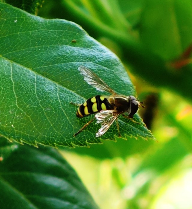 Roses, Bees, Rose bushes, Spring, Honey
