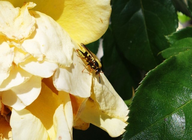 Hornets, Roses, Yellow Roses, Floribunda, Flora and Fauna