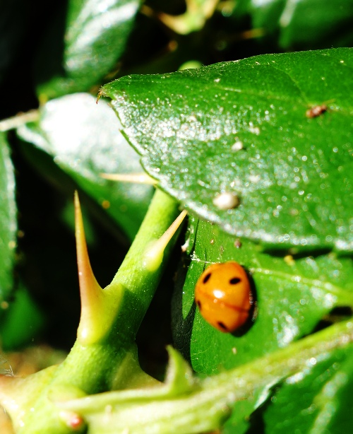 Lady Bug, Roses, Flora and Fauna