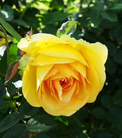St. Patrick Rose, Yellow Rose, Spring Rose, Rose Blooming