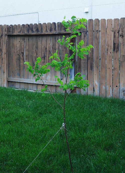 Black Locust Tree, Backyard, Grass, Lawn, Spring