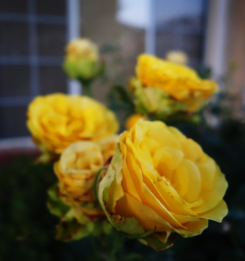 Dusky Yellow Rose, St. Patrick Rose, Rose at Dusk, Yellow Roses