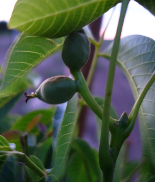 Walnuts, Walnut Orchard, Young Orchard, Orchard at Dusk