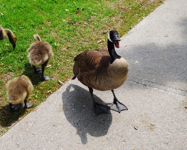 Hissing Canada Goose, Goslings, Mother and Chicks