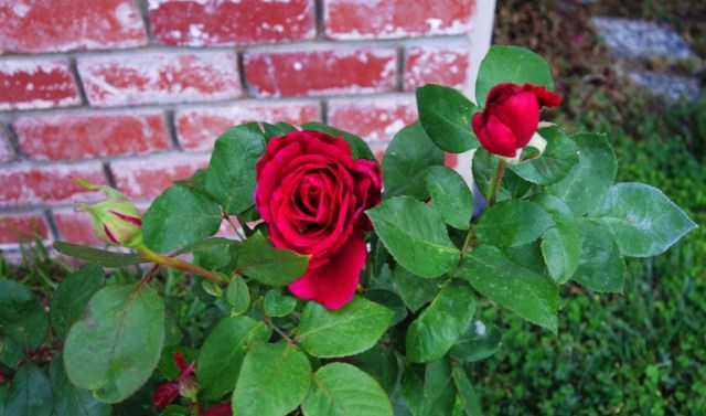 Mister Lincoln, Rose Bush, Red Rose, Rose Blooms, Fragrant Rose