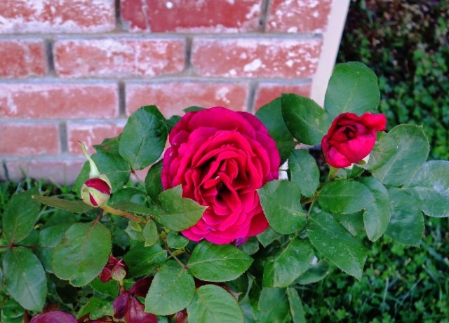 Mister Lincoln, Rose Bush, Red Rose, Rose Blooms, Fragrant Rose
