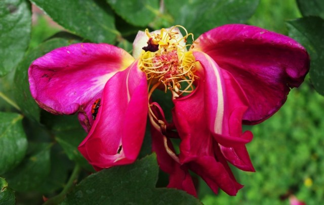 Mister Lincoln, Rose Bush, Red Rose, Rose Blooms, Fragrant Rose